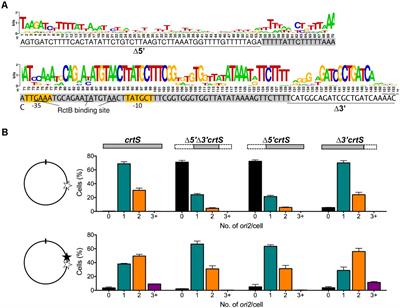 A Requirement for Global Transcription Factor Lrp in Licensing Replication of Vibrio cholerae Chromosome 2